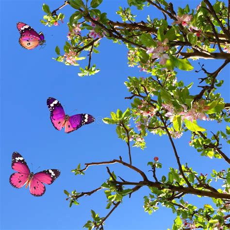 FLIGHT OF THE BUTTERFLIES SPRING